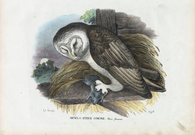 Schleiereule, 1863-79 von Raimundo Petraroja